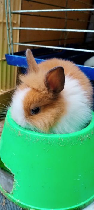 Мінні декоративні ручні кролики