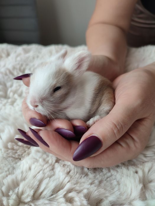 Króliczki miniaturki
