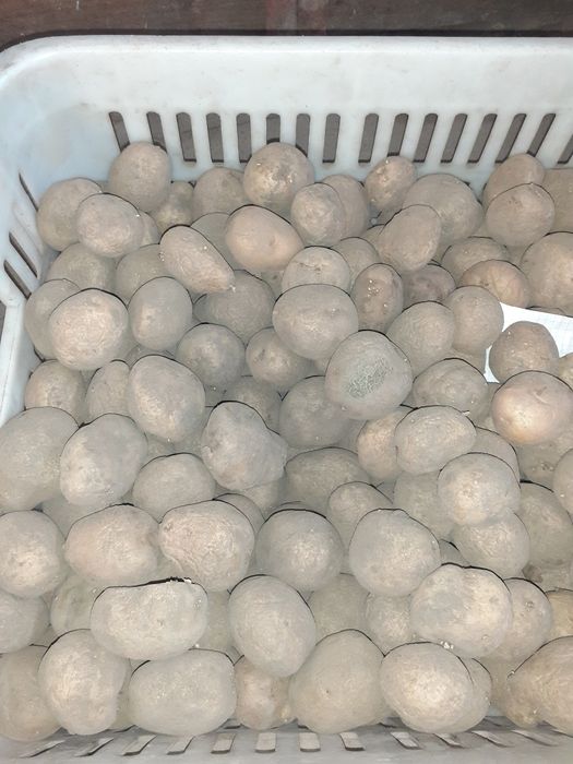 Vineta ziemniak wielkości sadzeniaka