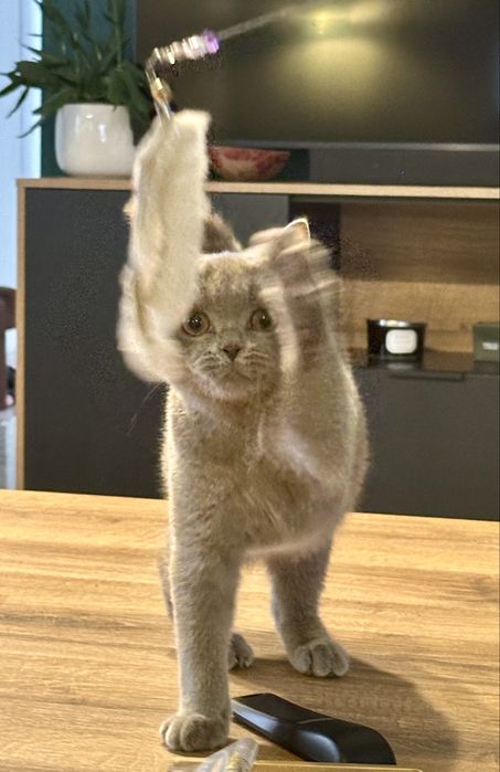 Kocurek brytyjski liliowy FPL/ FIFe