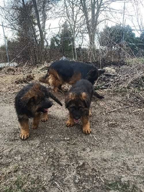 Szczenię owczarek niemiecki długowłosy z rodowodem