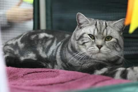 Вязка Шотландского прямоухого кота