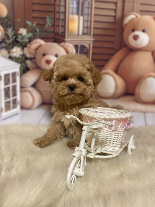 Неймовірна гарнюня мальтіпу! Мальтипу!