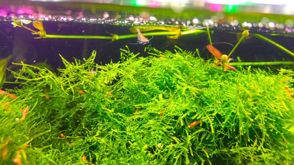 Mech Jawajski Jawa moss