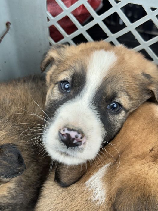 Rafeiros Alentejanos para adoção