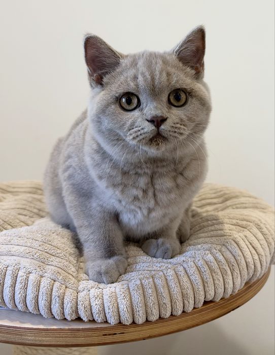 Fêmea British  Shorthair com LOP