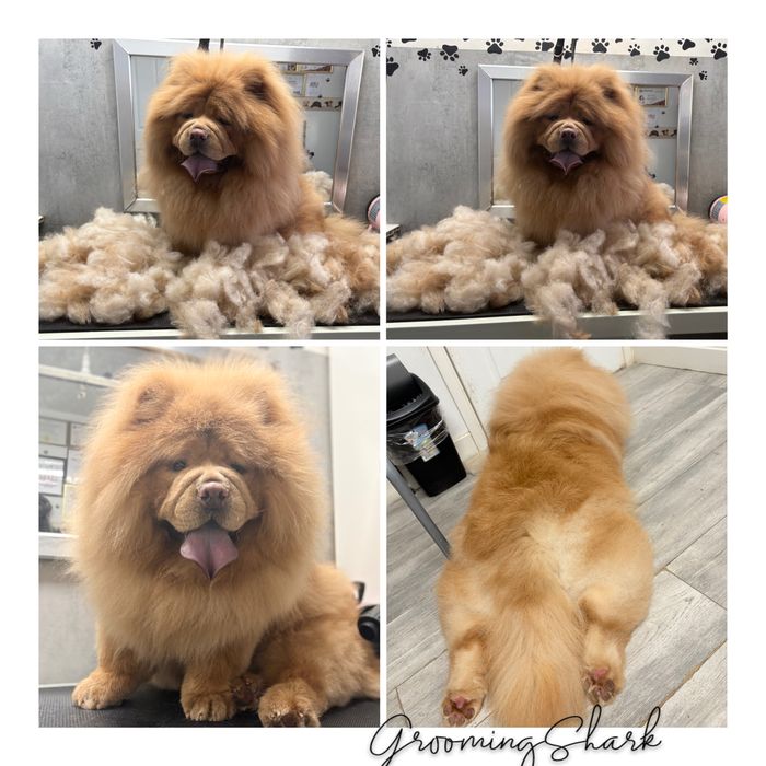 Psi fryzjer  GroomongShark