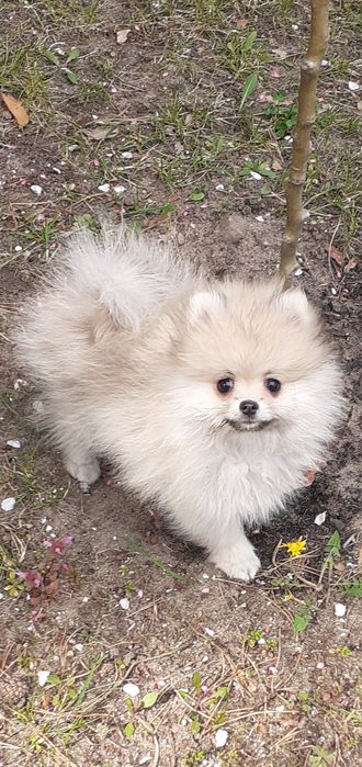 Śliczna malutka suczka szpica minaturowego Pomeranian