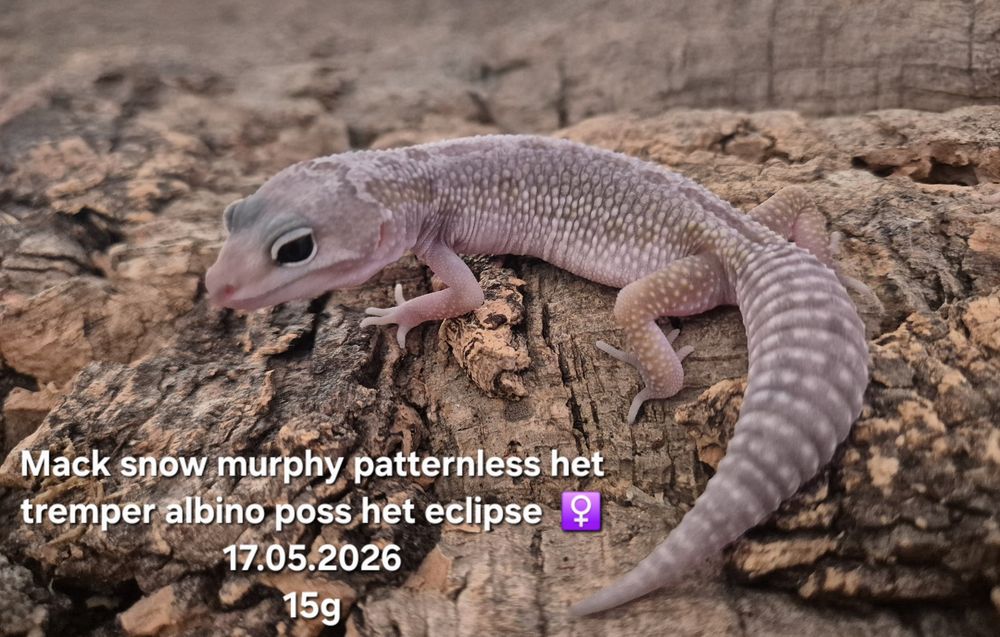 Eublefar Lamparci (Gekon Lamparci) Młode 2026r