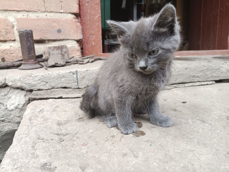 Віддам кошенят в добрі руки