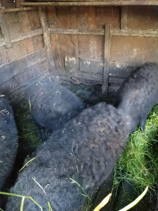 Продам свыней жывым весом свинки кабан на мясо