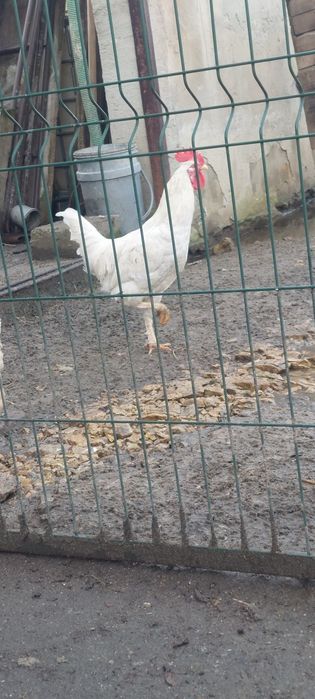 Koguty z własnej hodowli