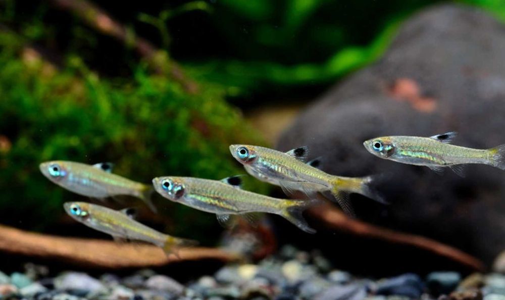 Razbora zielonooka - Rasbora dorsiocellata - dowóz, wysyłka
