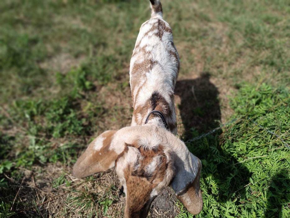 Англонумбійскі кози