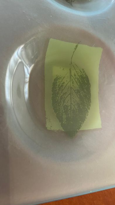 Prato decorativo com folhas - 4 Divisórias