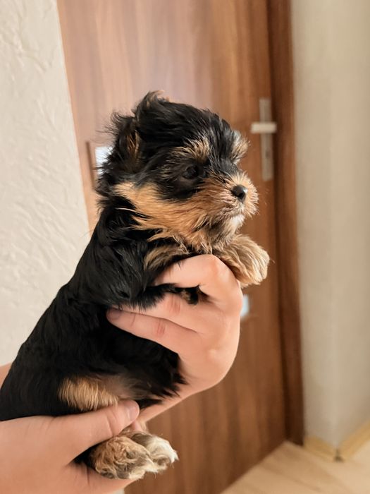 Mały york black tan