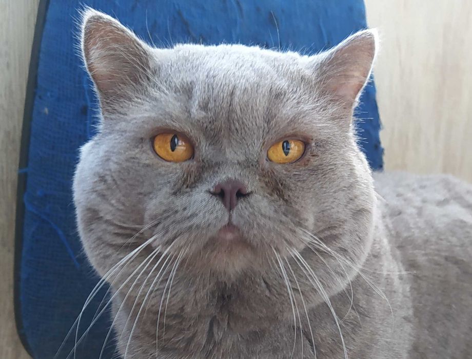 Шотландский прямоухий кот приглашает на вязку вислоухих и прям кошечек