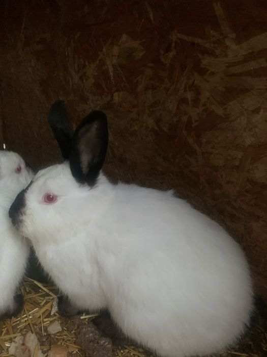 Króliki kalifornijskie