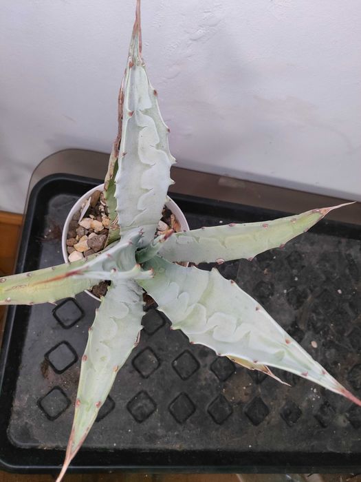 Agawa cerulata, agave