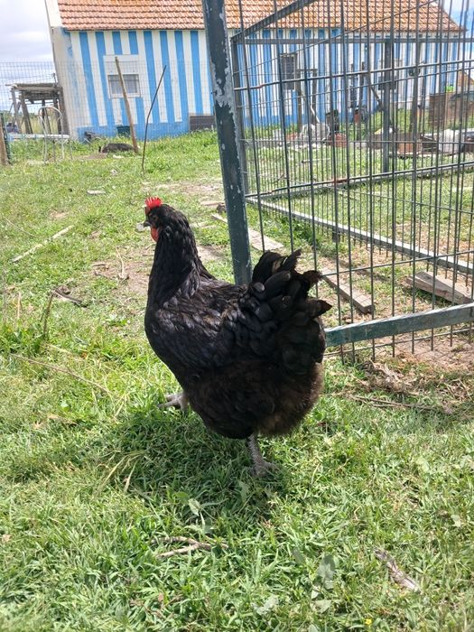 Ovos ferteis Jersey Gigante