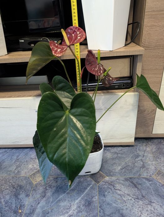 Anthurium Floriclone Tranquil