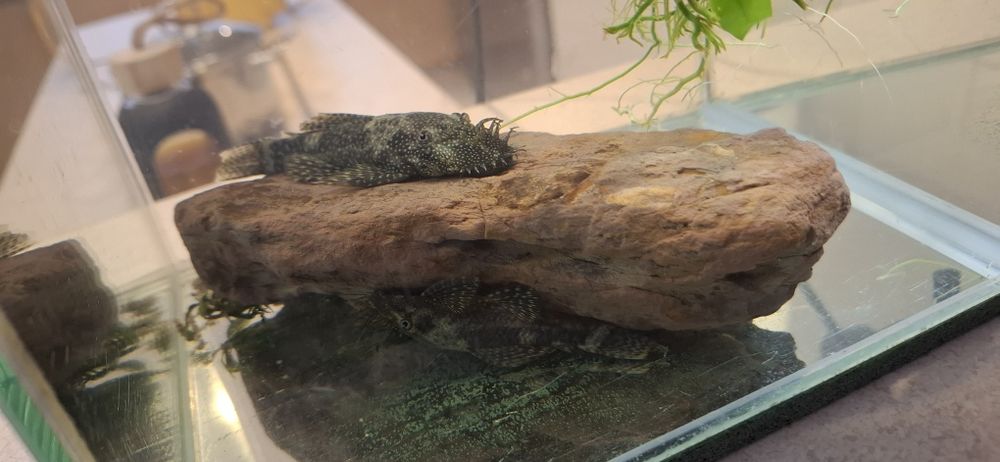 Glonojady zbrojniki samce