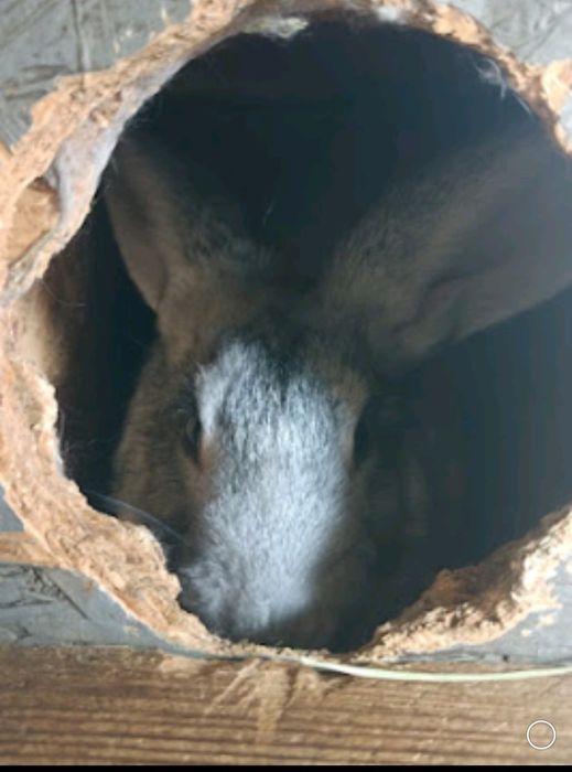 СРОЧНО.Продам кроликов 7 месяцев