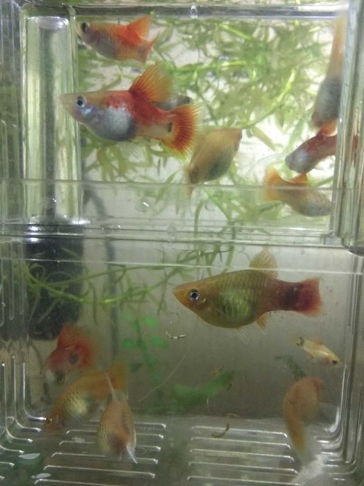 пецилия микки маус, креветка и сапфировый попугай