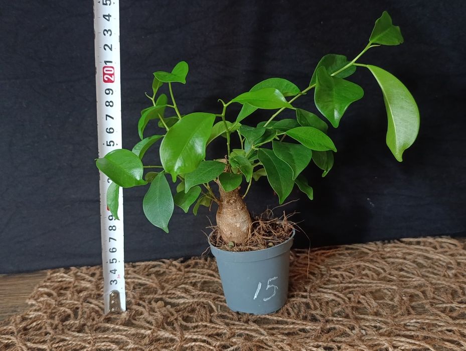 Фікус мікрокарпа Гінсенг (Ficus microcarpa Ginseng)