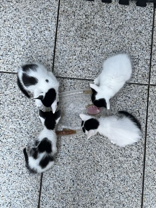 Gatinhos para adoçao