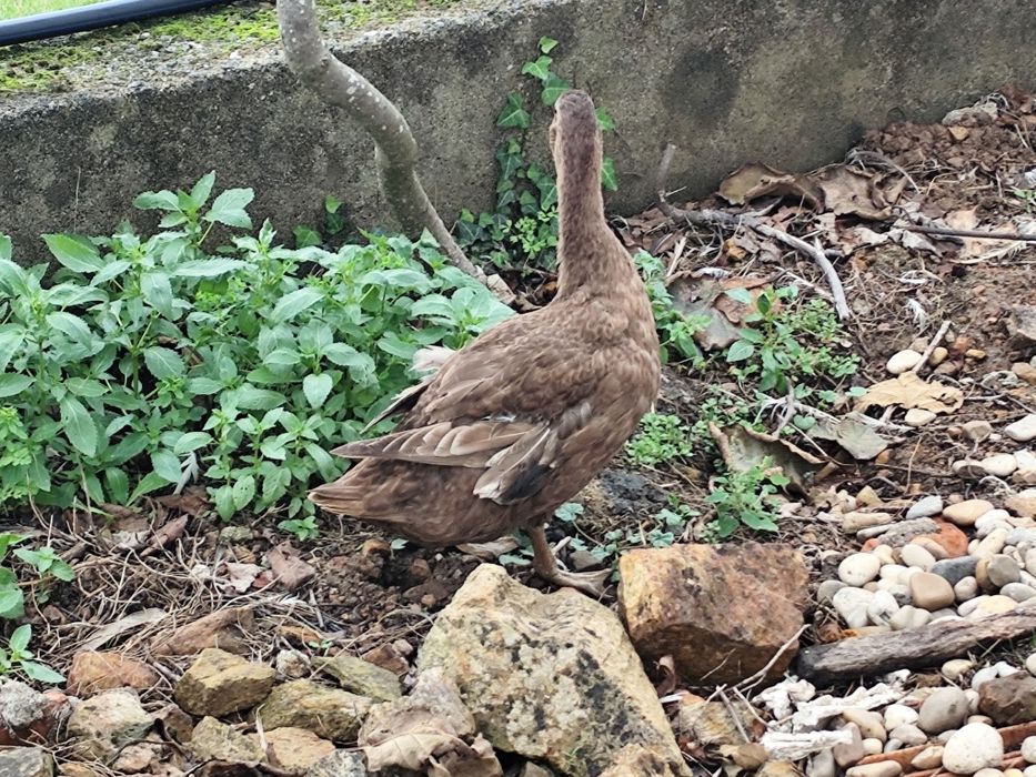 Fêmea de pato Campbell