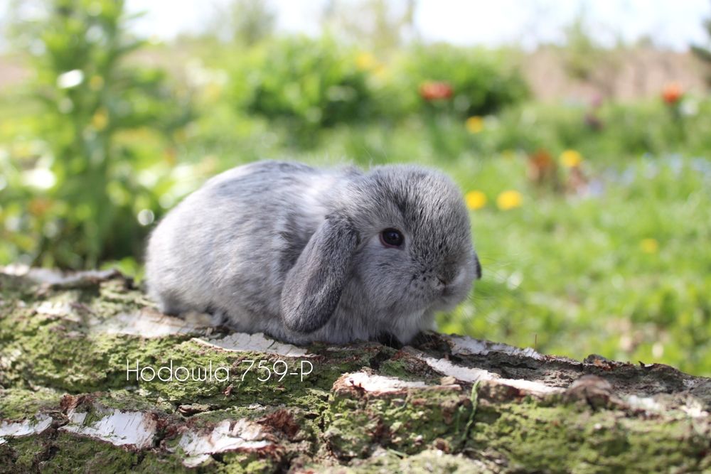 Mini lop króliki miniaturowe hodowla