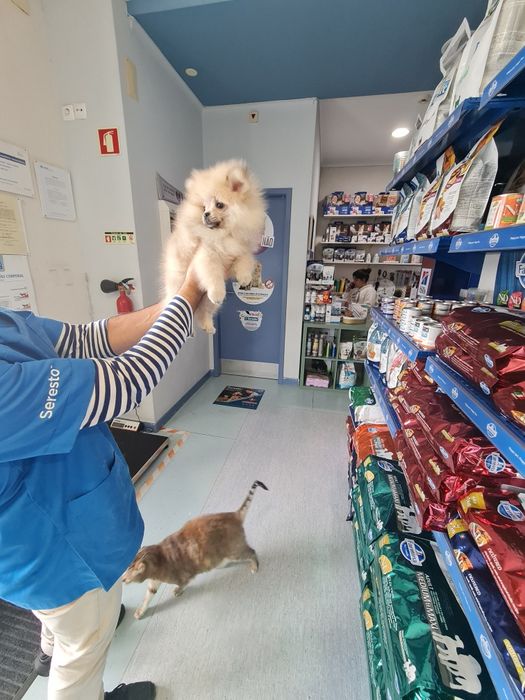 Spitz lulu  Pomerânia anão linhagem russa  lindo  c/pedigree