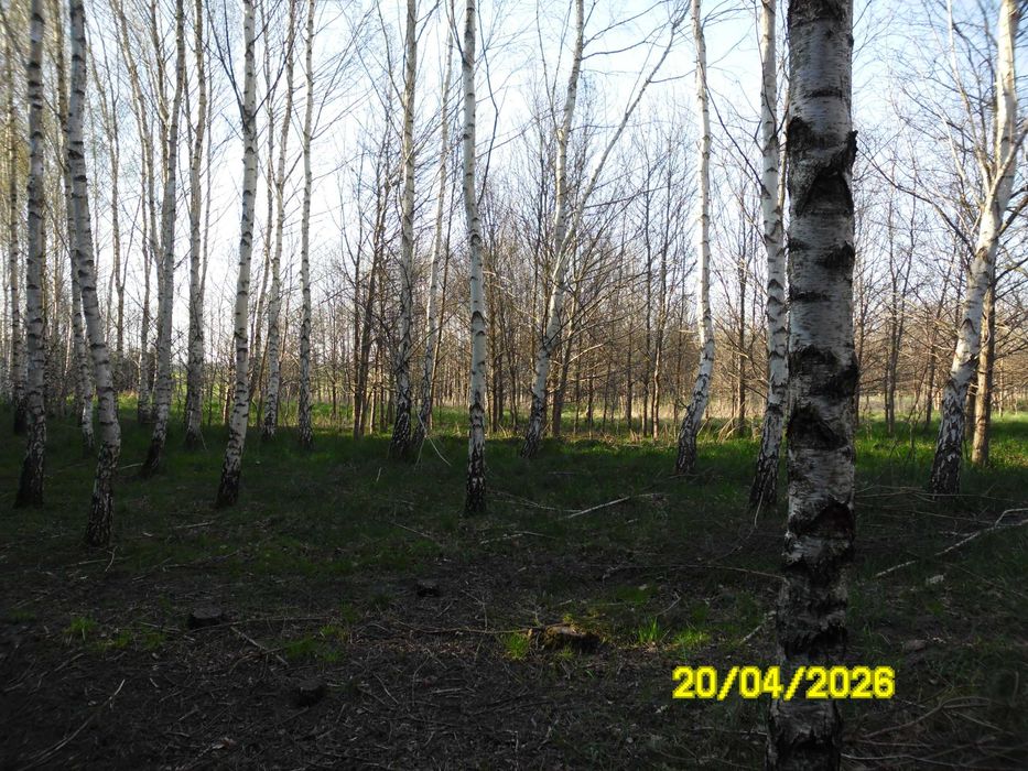 Las sosna brzoza dąb sprzedam