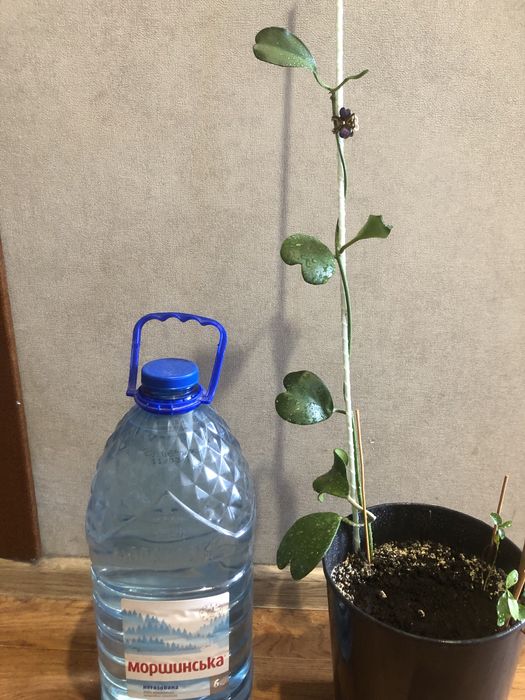 Хойя керри вьющееся красивоцветущее ароматное комнатное растение