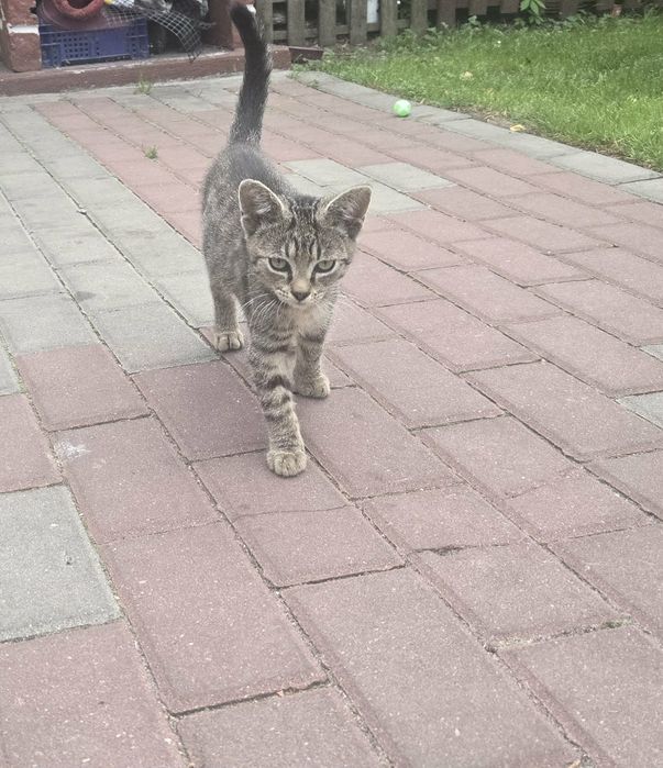 Kotki do adopcji za darmo