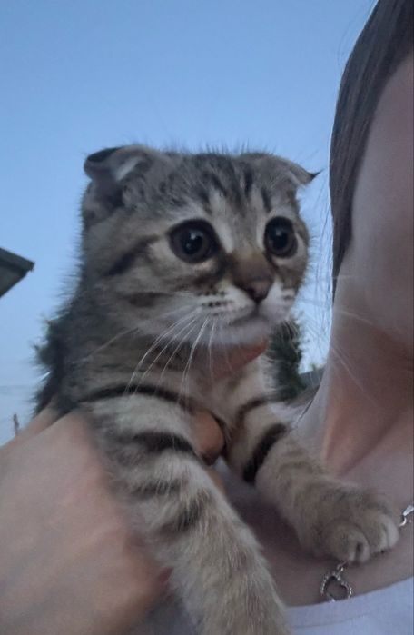 Котики висловухі-хлопчик-дівчинка