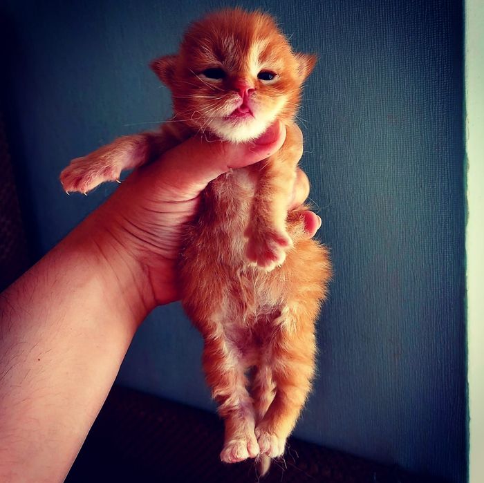 Сонячні мейн кунчики зігріють в найхолоднішу погоду