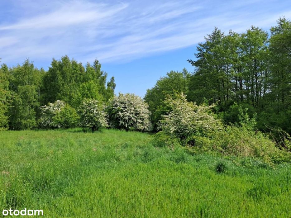Działka w dzikiej zielni