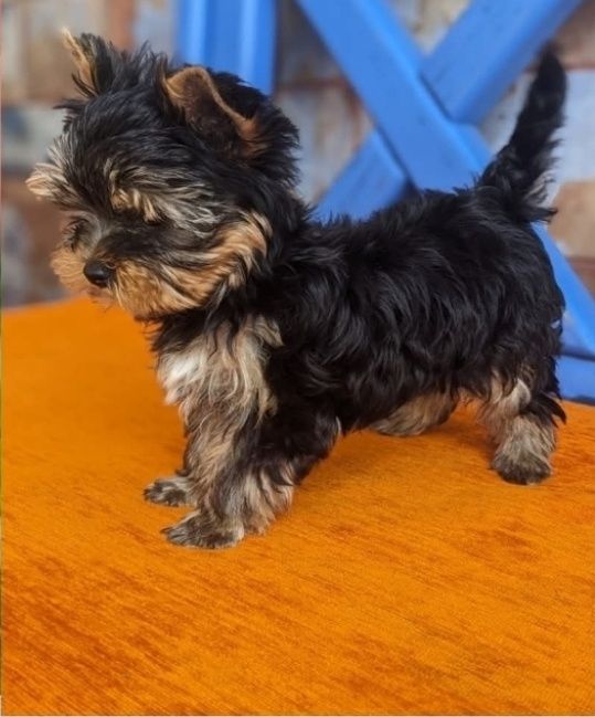 Щенки йорк МИНИ девочки