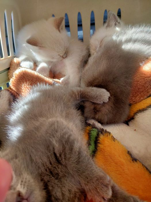 Продам чистокровні шотландські кошенятакошенята