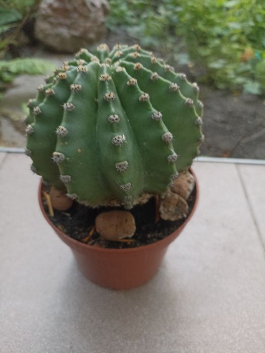 Кактусы красивые, шаровидные "Эхинопсис ".
