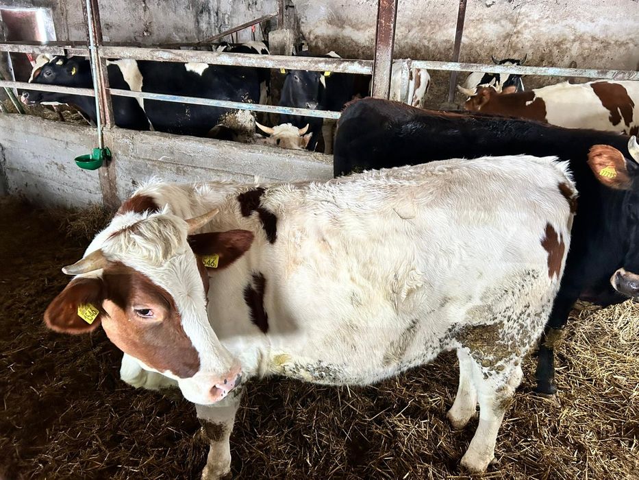 Jałówki wysokocielne