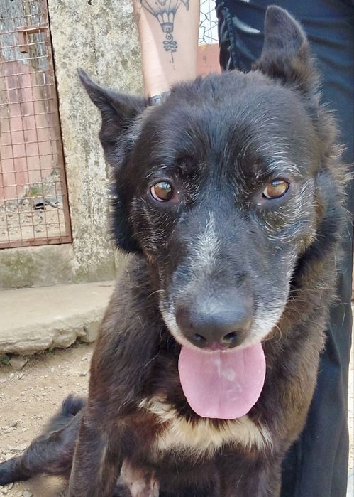 Macho adulto de porte médio/grande para adoção responsável!