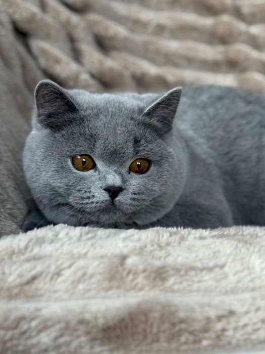 Koty brytyjskie,rodowod WCF