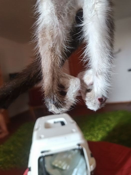 Adoção responsável – Noah, gatinho muito especial