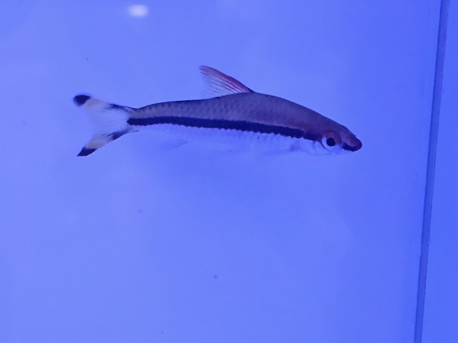 Brzanka denisona