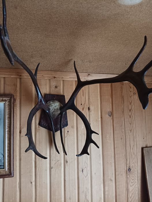 Роги оленя на стіну