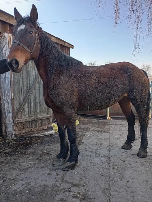Змінить місце проживання кобила