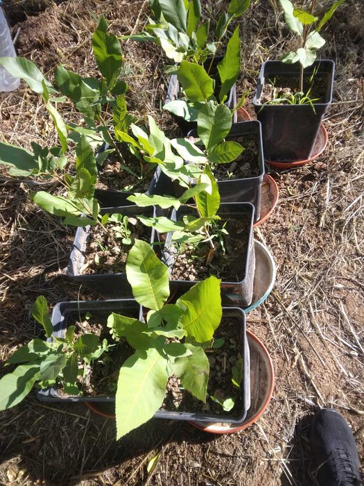 Nogueiras Pecam em vaso